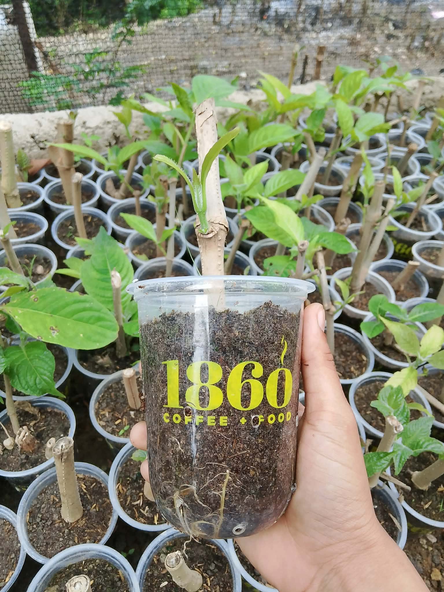 Madre de Cacao seedling growing in a recycled 1860 Coffee cup